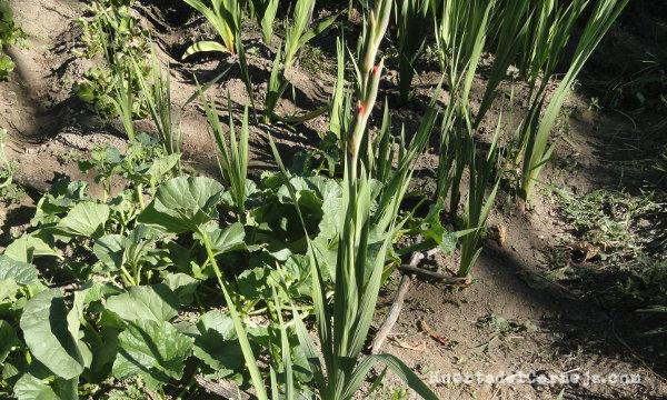 Gladiolos en la huerta