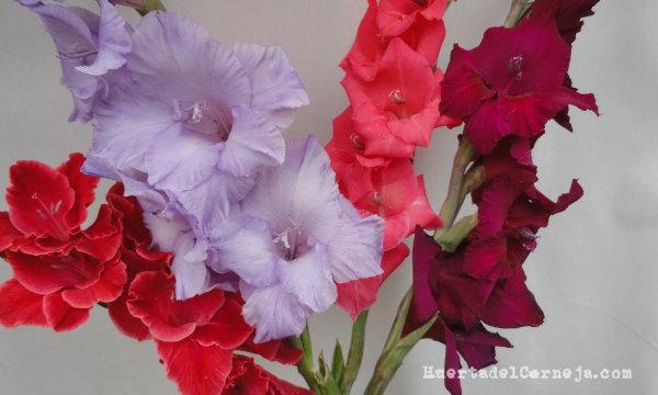 como plantar y cultivar gladiolos