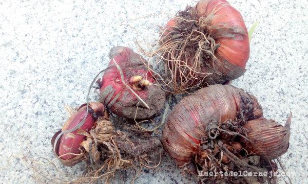 cormo y raiz gladiolo