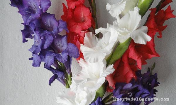 Gladiolos cortados