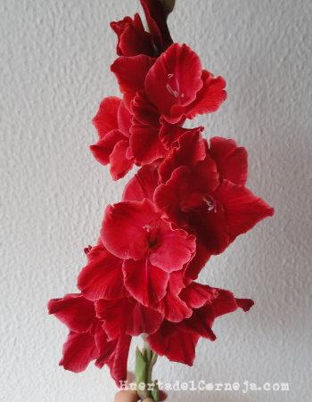 Gladiolo