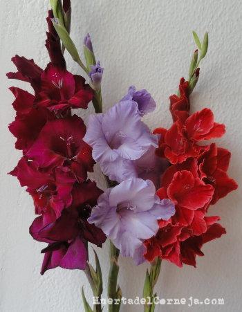 Ramo de gladiolos