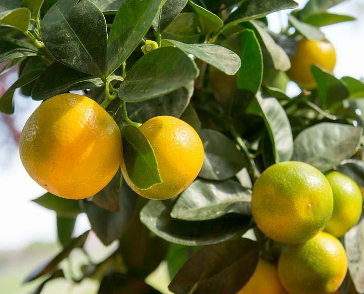 Arboles frutales de Perú | Plantas