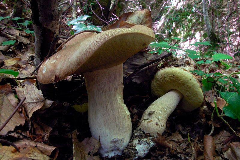 27-boletus-aestivalis—la-casa-de-las-setas