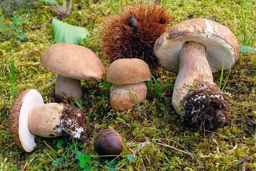 26-boletus-aestivalis—la-casa-de-las-setas
