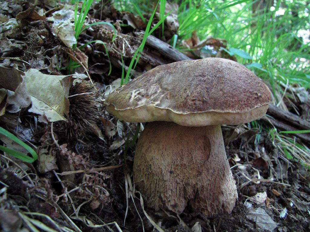 25-boletus-aestivalis—la-casa-de-las-setas