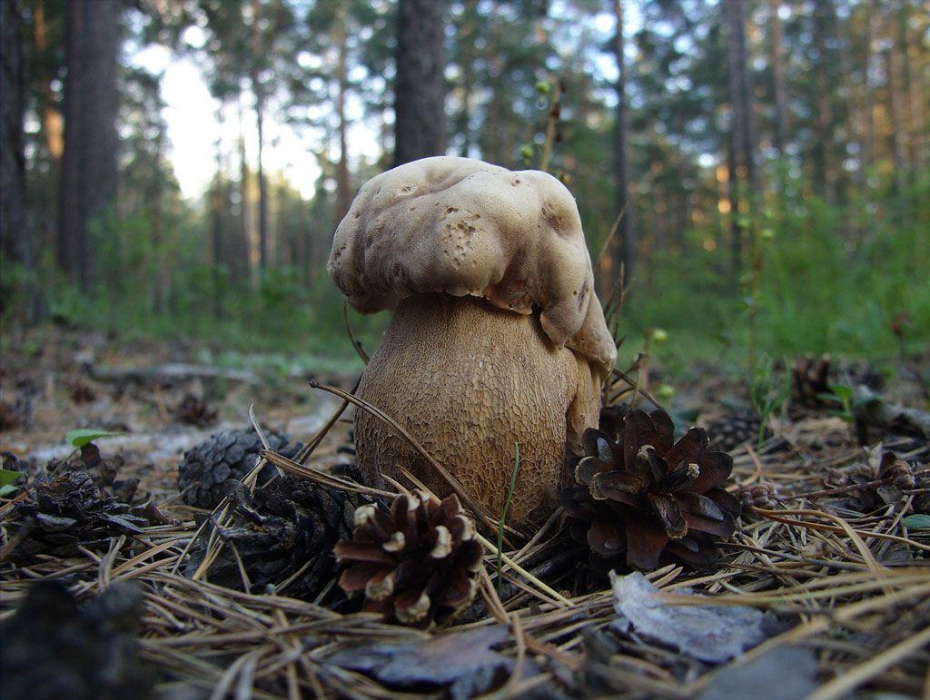 24-boletus-aestivalis—la-casa-de-las-setas