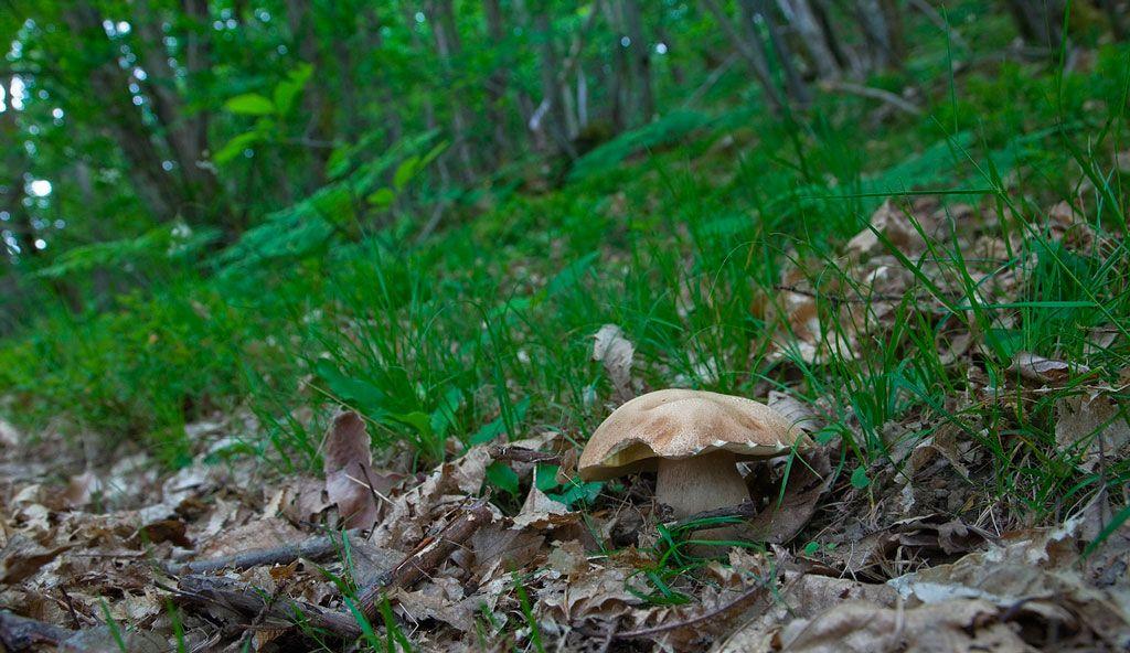 23-boletus-aestivalis—la-casa-de-las-setas