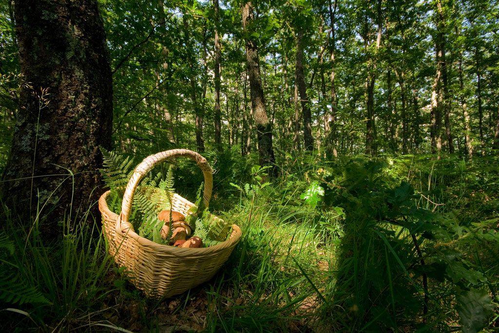 22-boletus-aestivalis—la-casa-de-las-setas