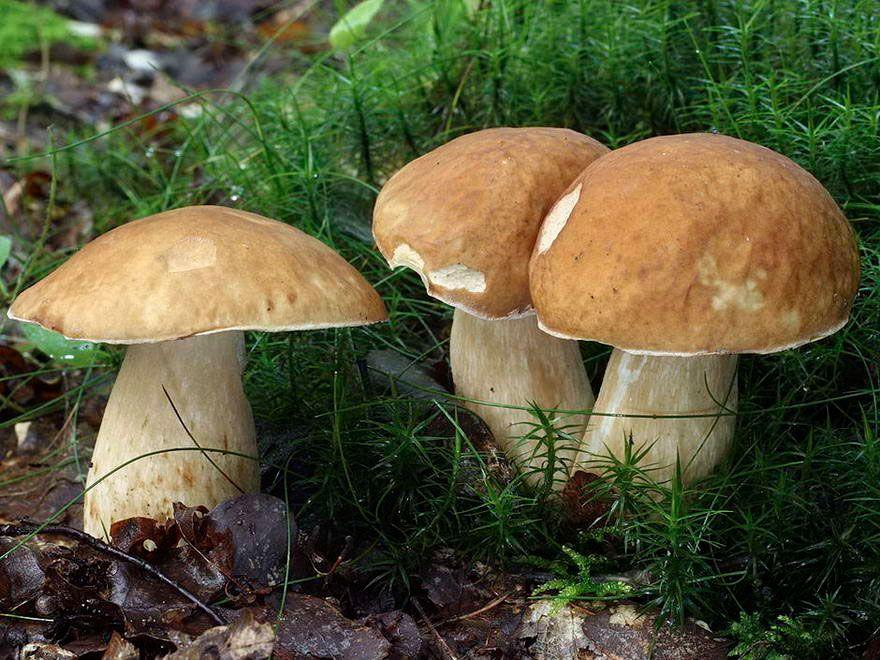 21-boletus-aestivalis—la-casa-de-las-setas
