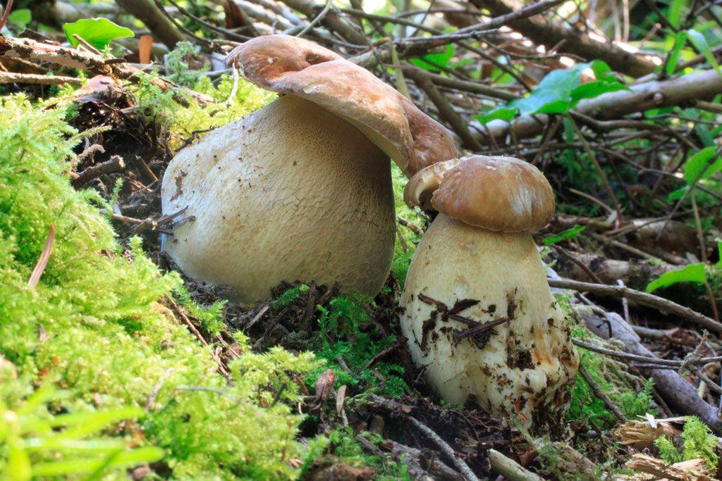 20-boletus-aestivalis—la-casa-de-las-setas