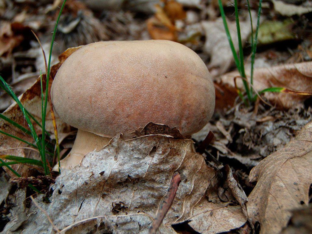 19-boletus-aestivalis—la-casa-de-las-setas
