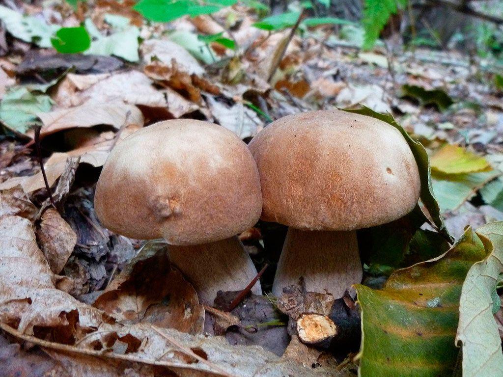 18-boletus-aestivalis—la-casa-de-las-setas
