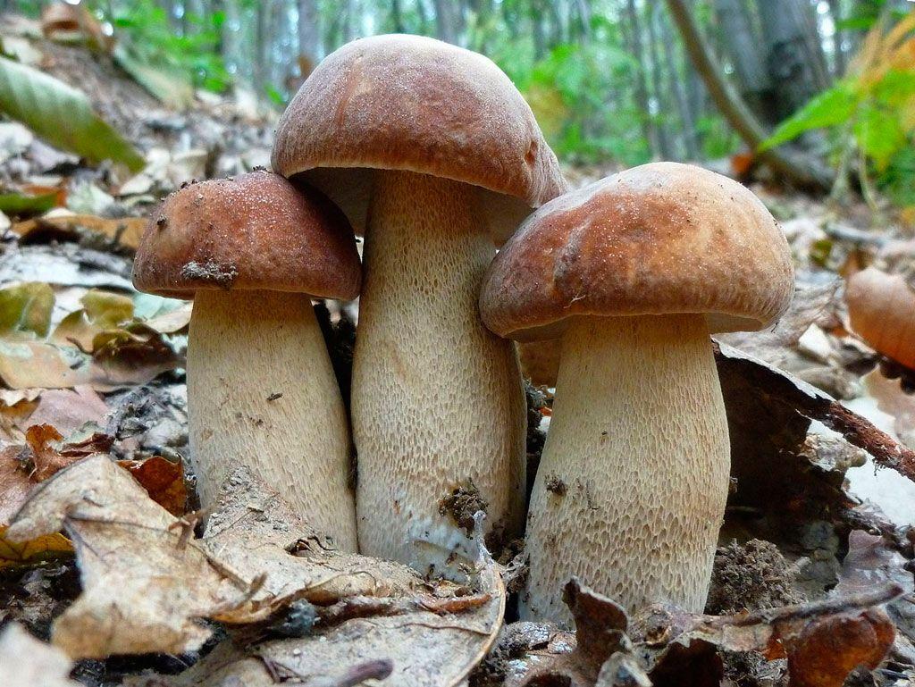 17-boletus-aestivalis—la-casa-de-las-setas
