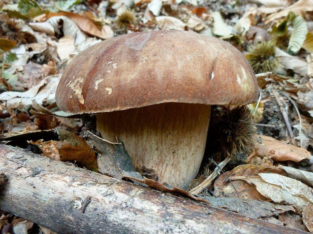 16-boletus-aestivalis—la-casa-de-las-setas