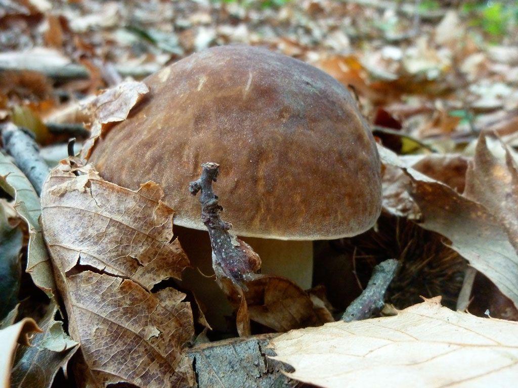 15-boletus-aestivalis—la-casa-de-las-setas