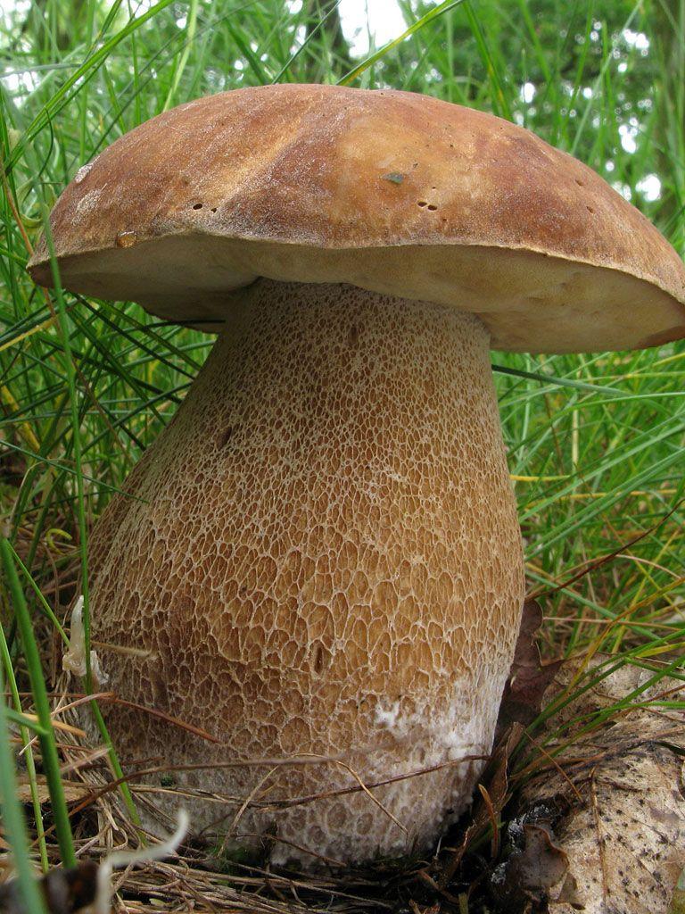 14-boletus-aestivalis—la-casa-de-las-setas