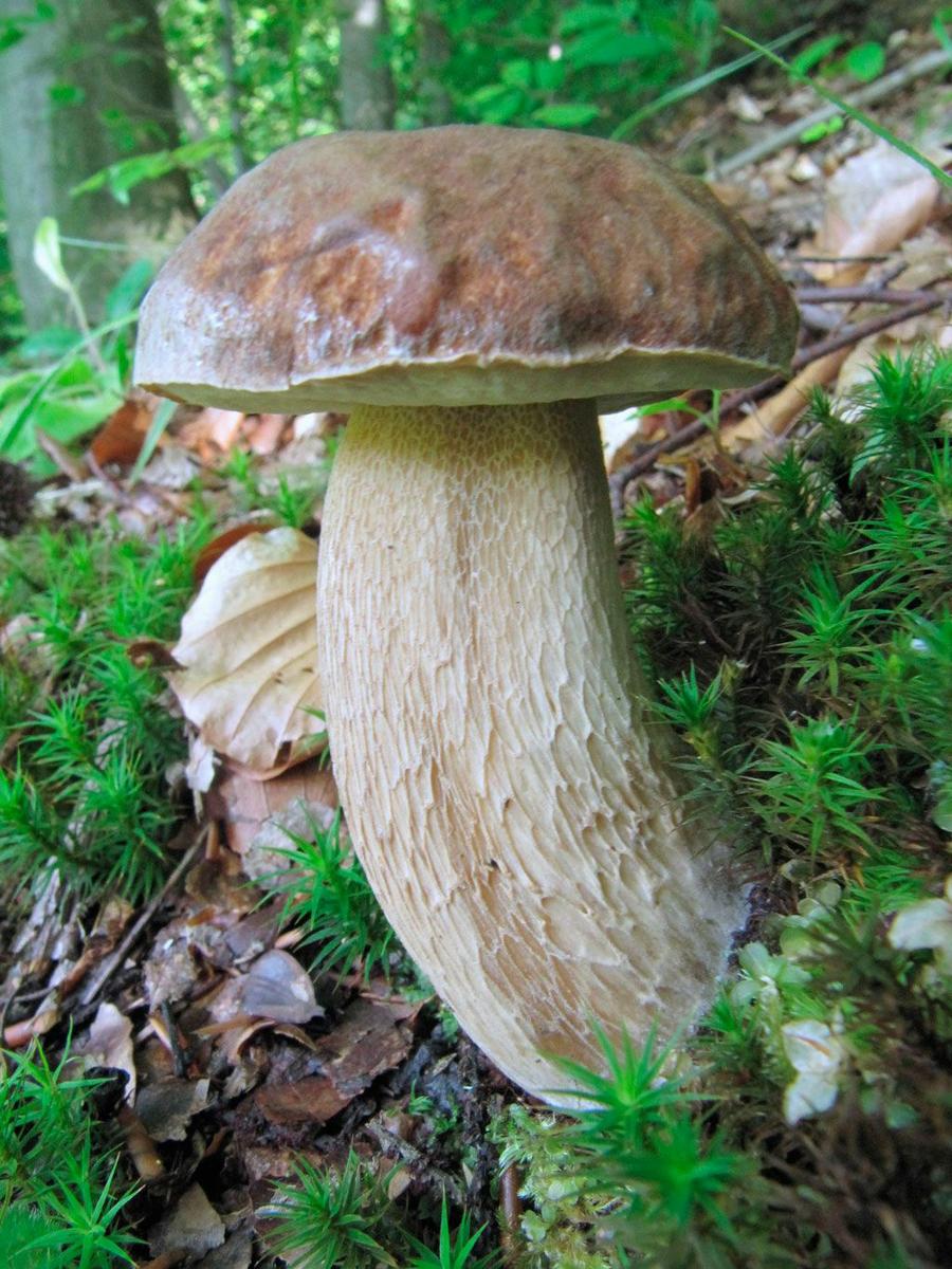 13-boletus-aestivalis—la-casa-de-las-setas