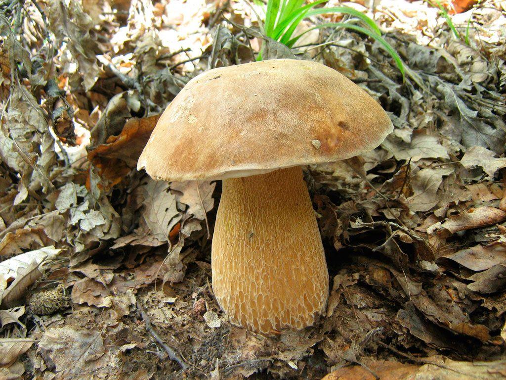 12-boletus-aestivalis—la-casa-de-las-setas