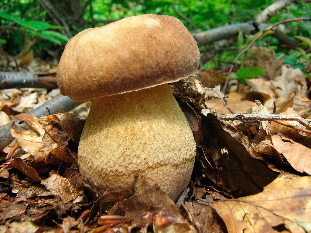11-boletus-aestivalis—la-casa-de-las-setas