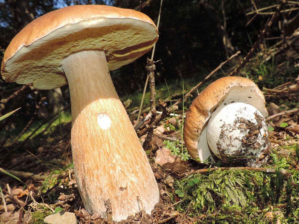 10-boletus-aestivalis—la-casa-de-las-setas