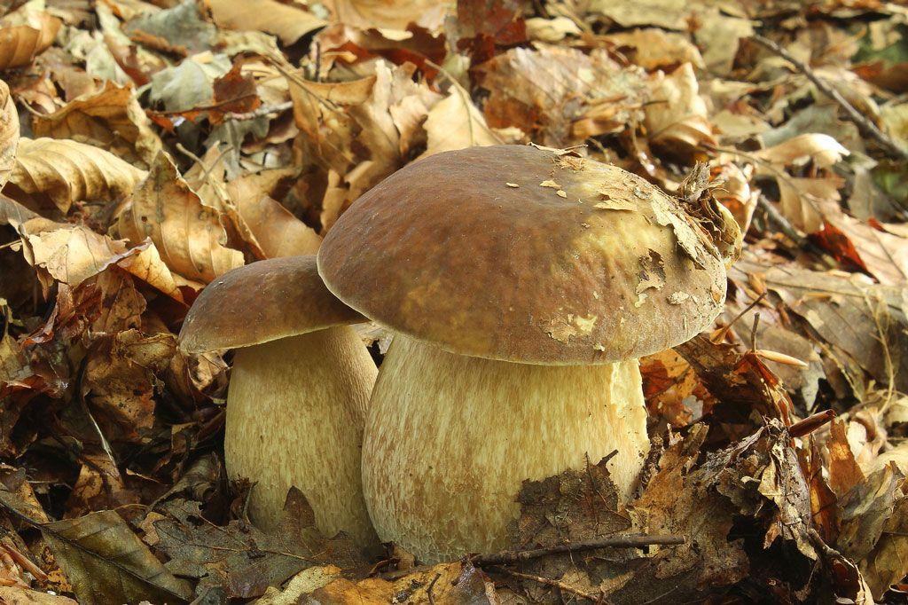 09-boletus-aestivalis—la-casa-de-las-setas