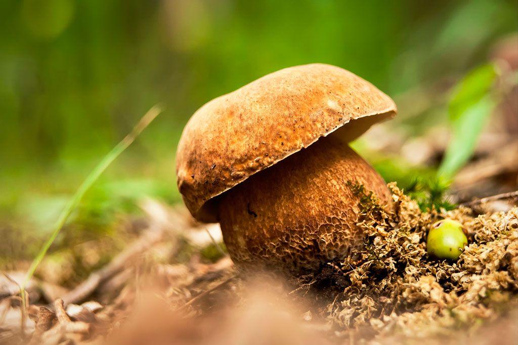 08-boletus-aestivalis—la-casa-de-las-setas