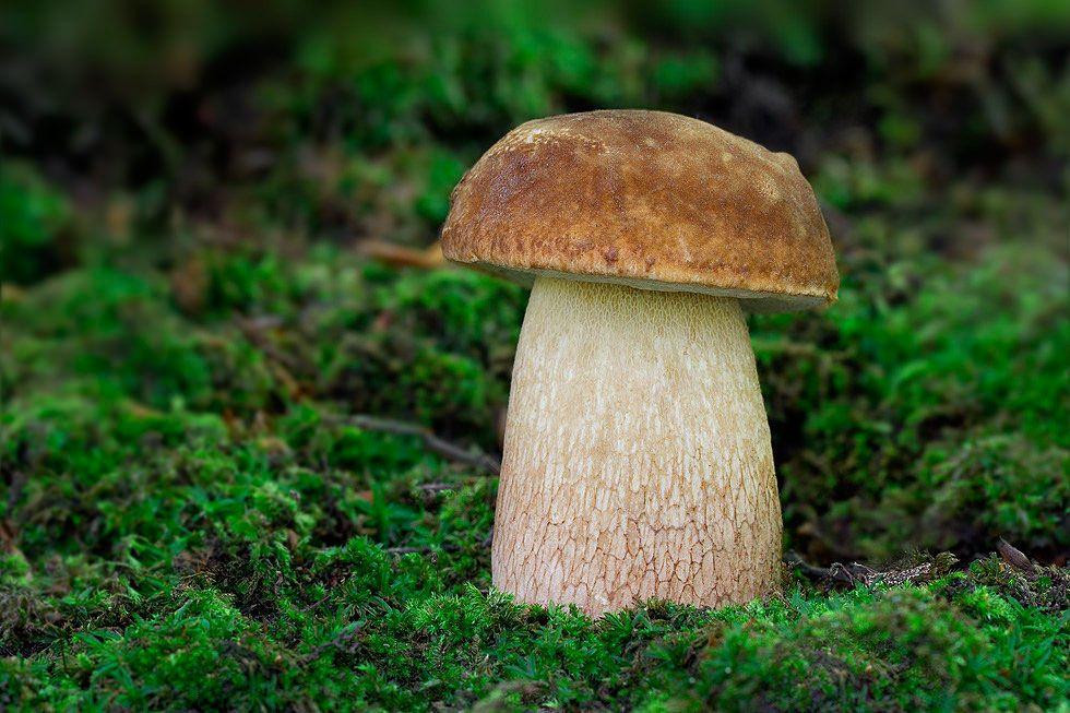 07-boletus-aestivalis—la-casa-de-las-setas