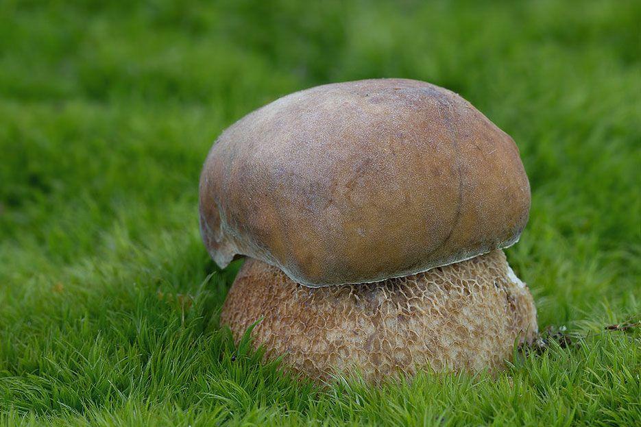 06-boletus-aestivalis—la-casa-de-las-setas