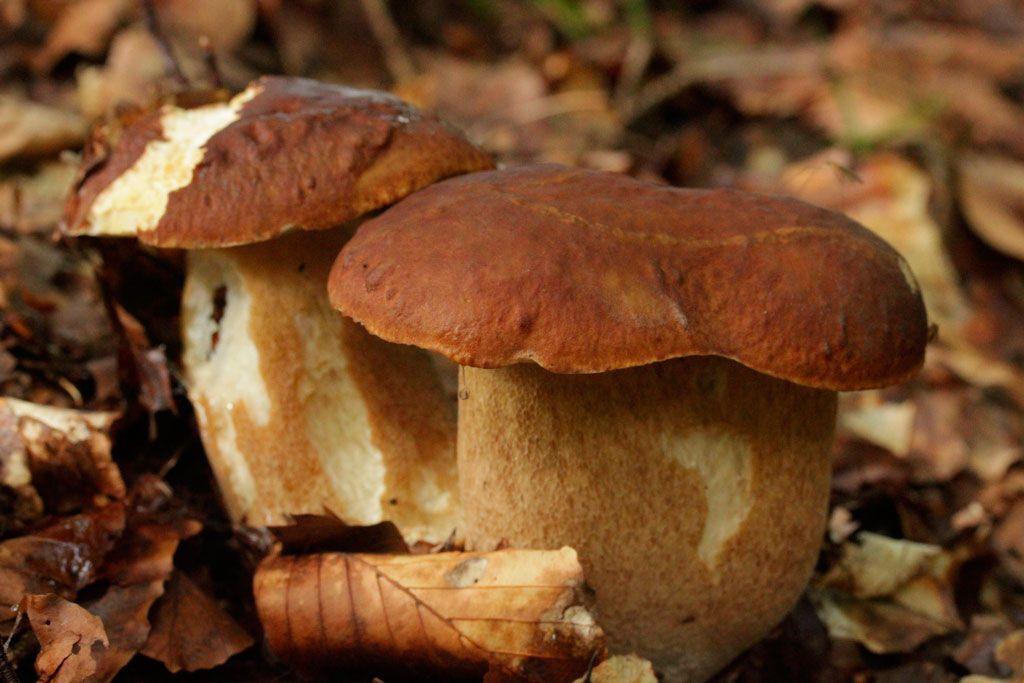 05-boletus-aestivalis—la-casa-de-las-setas
