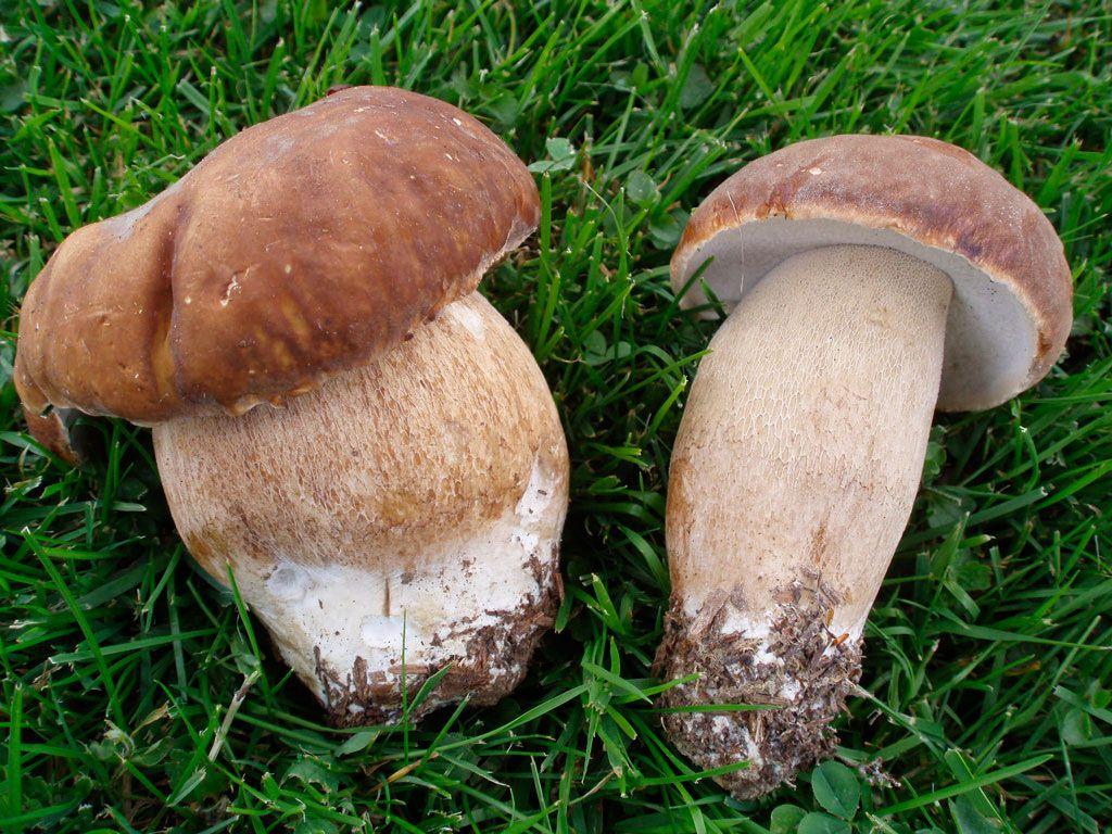 04-boletus-aestivalis—la-casa-de-las-setas