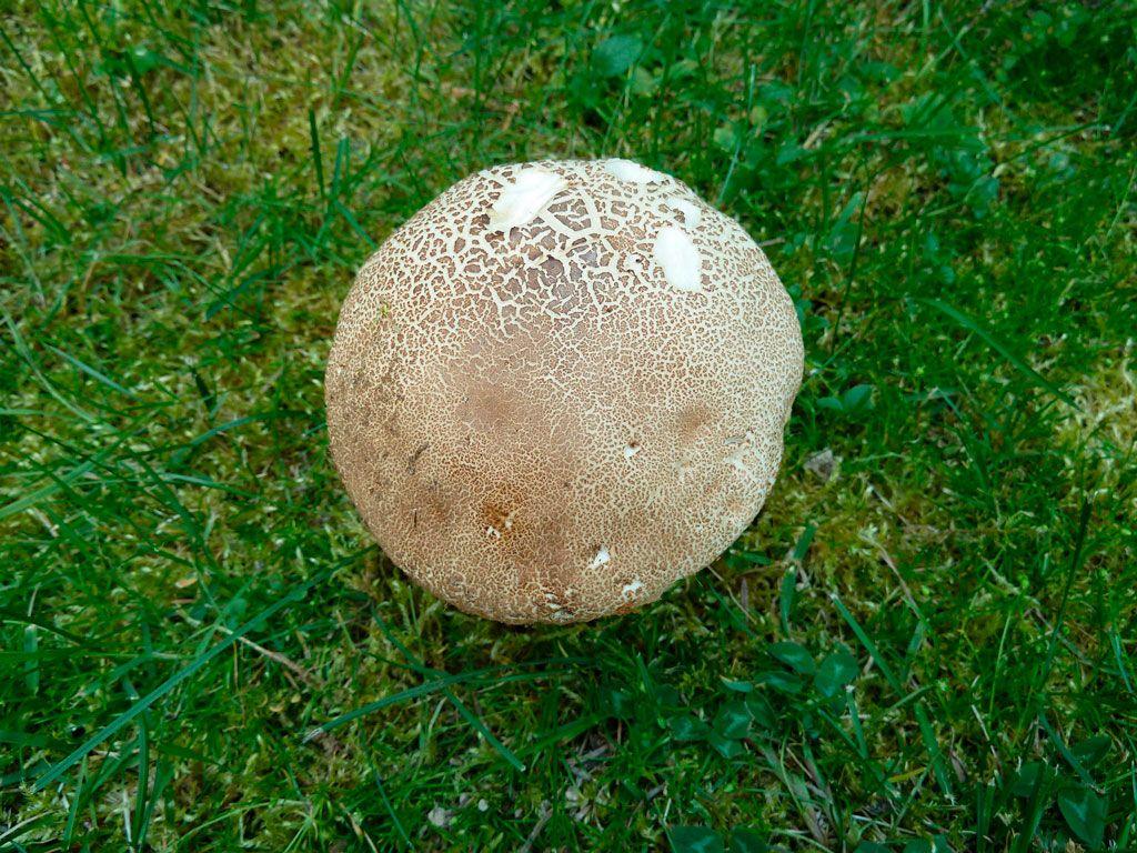 03-boletus-aestivalis—la-casa-de-las-setas
