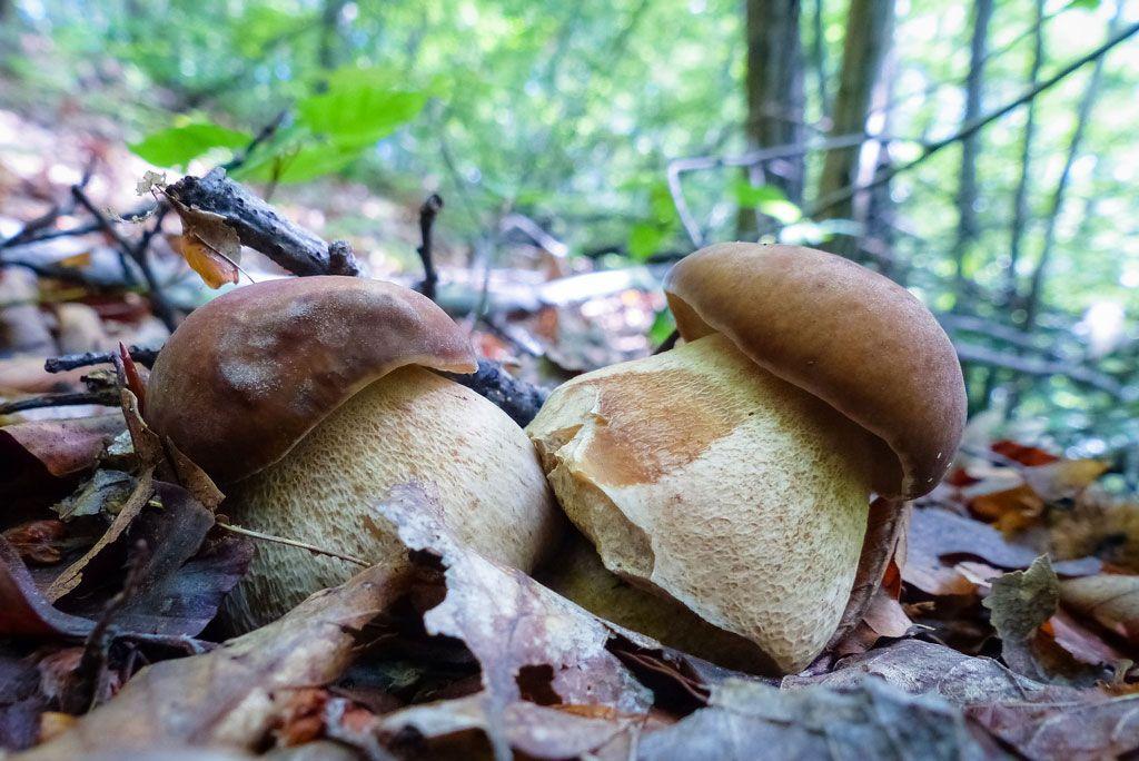02-boletus-aestivalis—la-casa-de-las-setas