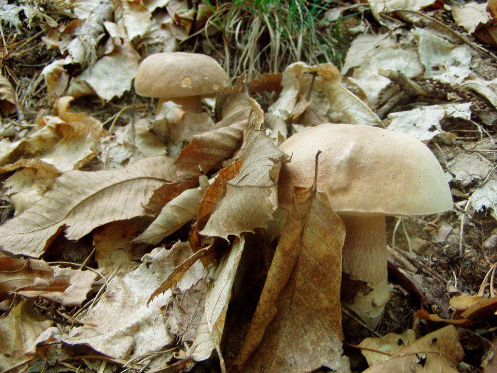 01-boletus-aestivalis—la-casa-de-las-setas