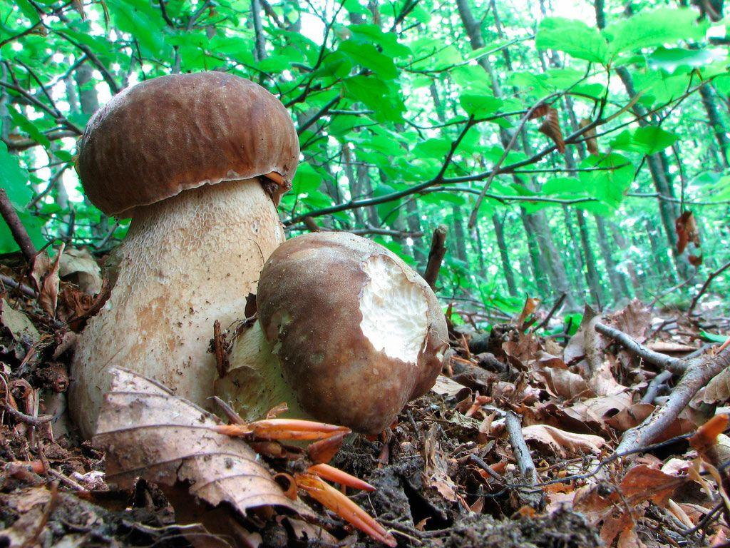 289-boletus-aestivalis—la-casa-de-las-setas