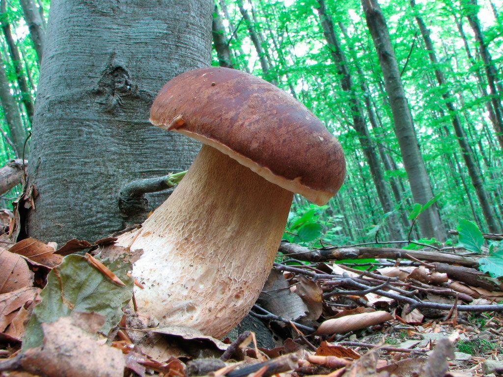 30-boletus-aestivalis—la-casa-de-las-setas