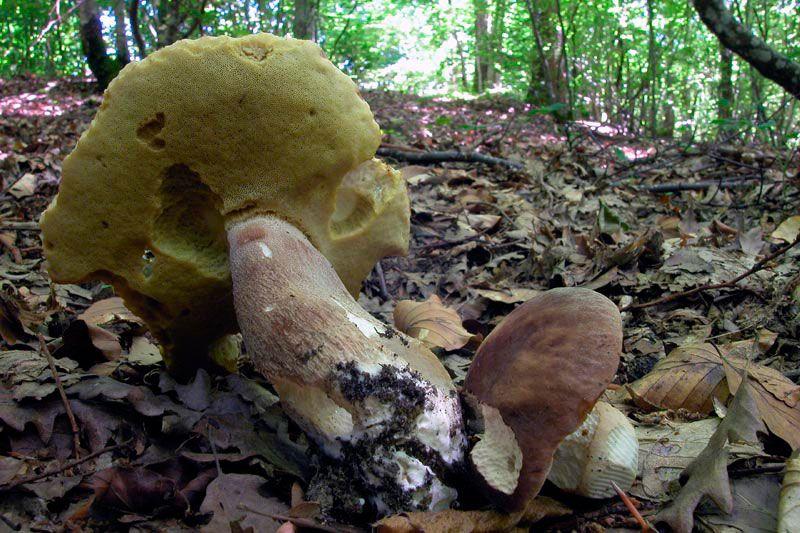 28-boletus-aestivalis—la-casa-de-las-setas