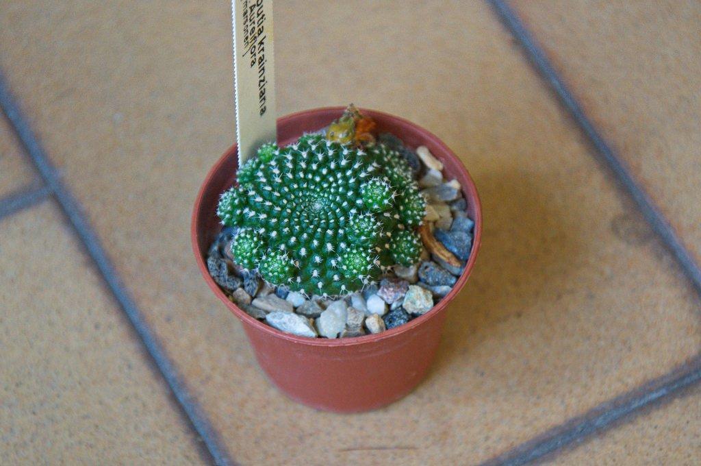 Rebutia krainziana