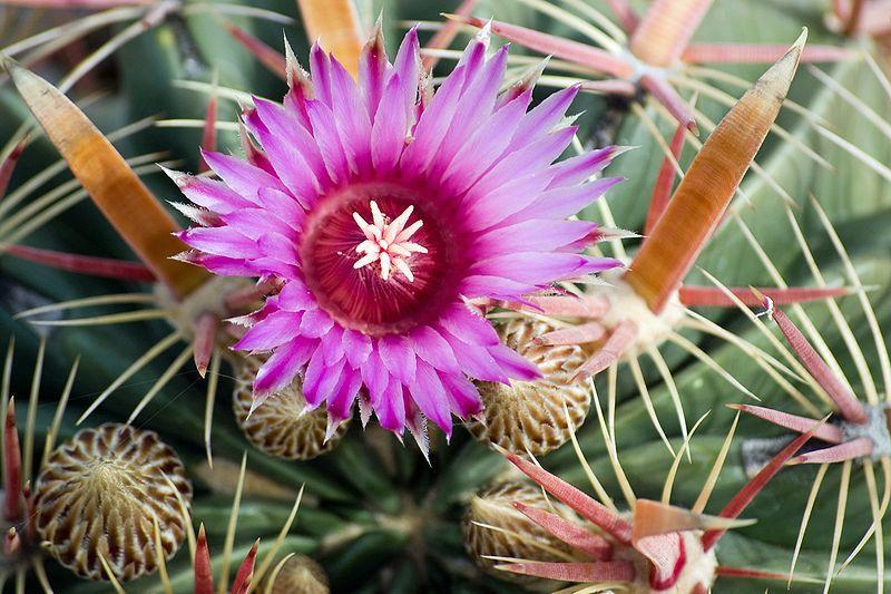 Ferocactus latispinus