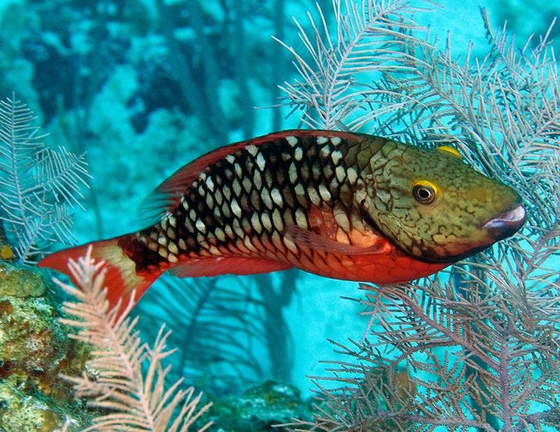 pez loro, parrotfish