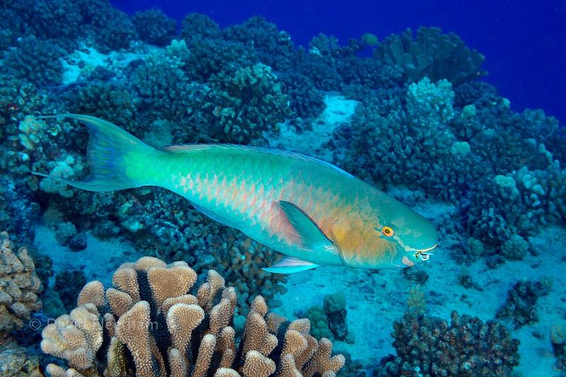 PALENOSE PARROTFISH, Scarus psittacus, HAWAII.