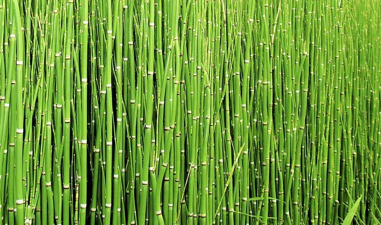 Infusión de cola de caballo para adelgazar - Apréndete