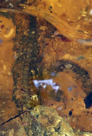 fósil serpiente ámbar