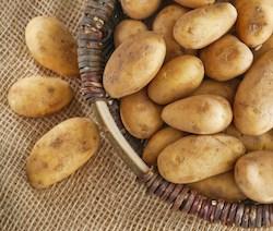 Levadura de patatas