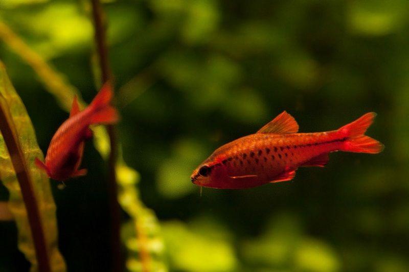 barbo cereza, puntitus titteya