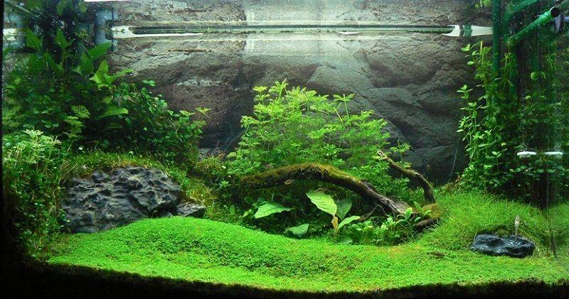 plantas de acuario disposición. ciclado del acuario