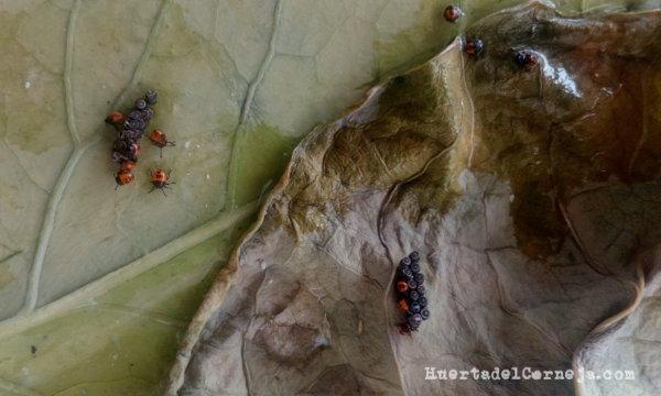 huevos y larvas chinche rojo