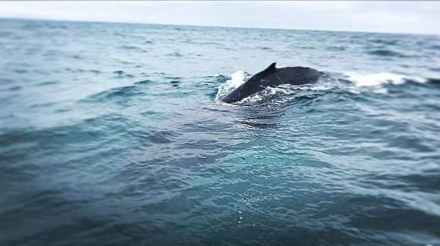 whale watching ecuador