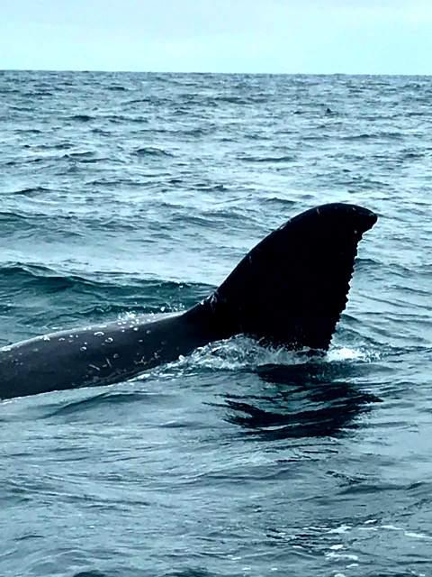 whale watching ecuador