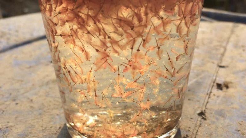 comida para peces, artemia, pez mandarín